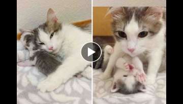 Stray Cat Comes to Family Just in Time so Her Kittens Can Live Best Life